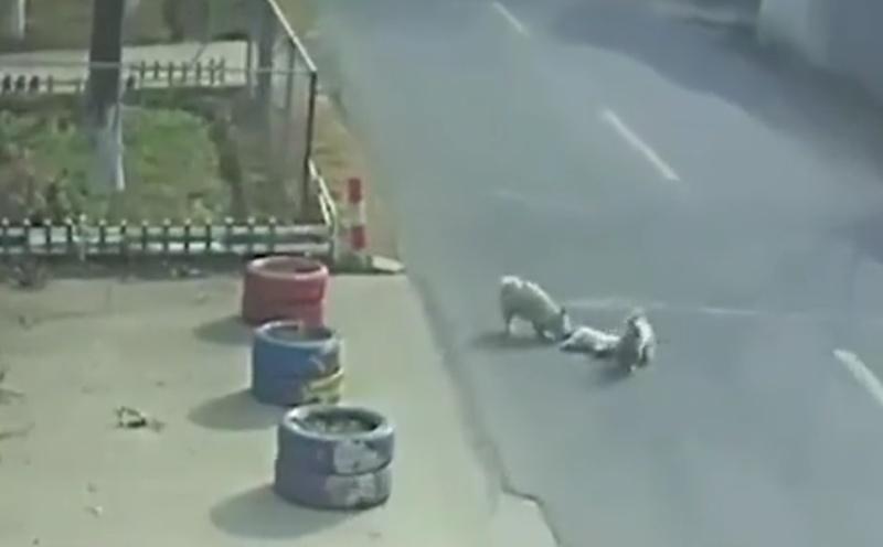 流浪狗把受傷的狗狗拖回路邊,還不斷吠叫吸引人關注來救受傷的狗狗。(微博)