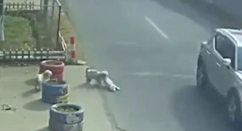 流浪狗把受傷的狗狗拖回路邊,還不斷吠叫吸引人關注來救受傷的狗狗。(微博)