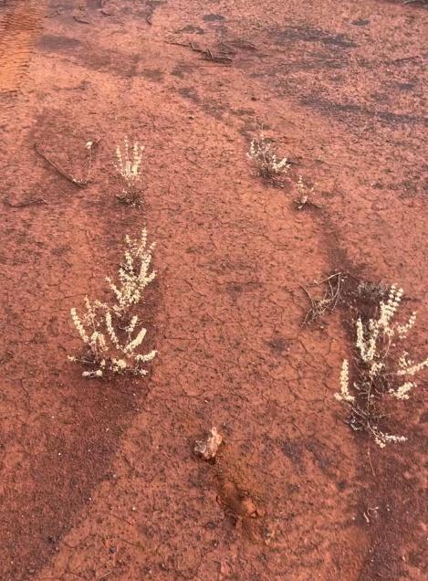 Tyler說:「地上有13萬美元,它的價值大約是我座駕的三倍」。(IG)