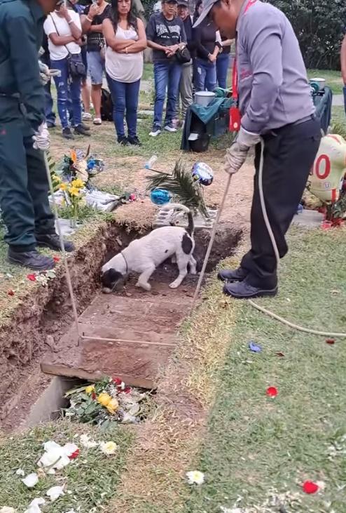 狗狗似乎亦知道這是跟主人作最後道別,跳到擺敨放棺木的土坑。(FB)