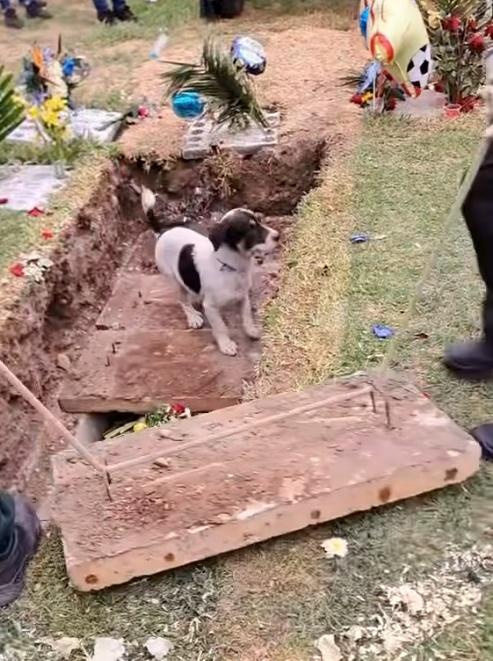 狗狗似乎亦知道這是跟主人作最後道別,跳到擺敨放棺木的土坑。(FB)