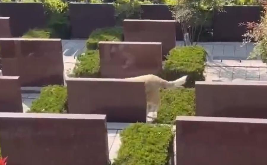 任先生表示,發現墓園裡面有一隻邊境牧羊犬,在墓園裡邊走邊找貢品來吃。(微博)