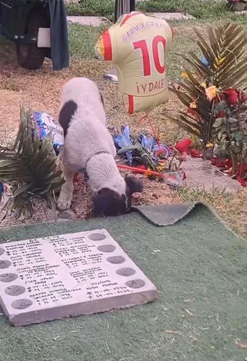 家人看到狗狗的舉動也非常感動,並感謝Crispín陪伴主人。(FB)