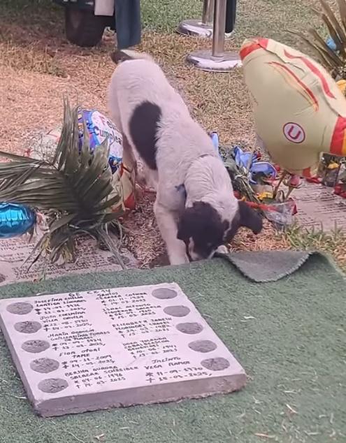 Crispín不斷挖泥和嗅聞,久久不願離去。(FB)