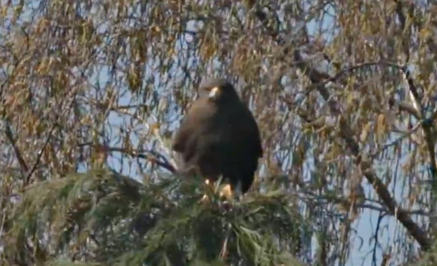 涉事雄性栗翅鷹。(X)