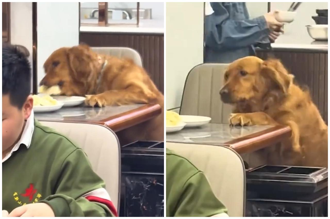 金毛犬猶如發現機不可失,立即攀上椅子將枱上的餃子逐一吞下。(微博)