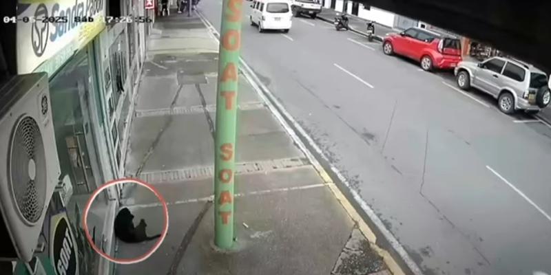 Toby一直徘徊在一棟大廈前,似乎還在等待飼主回來接牠。(YouTube)