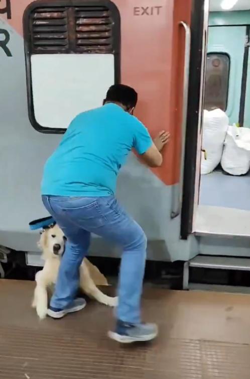 結果導致狗狗陷入列車與月台間的縫隙。(X)