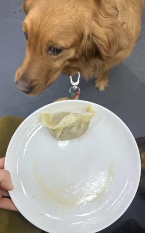 李女士發現趕回座位時,一切都太遲,狗狗幾乎把一碟餃子吃光,前後不到10秒。(微博)