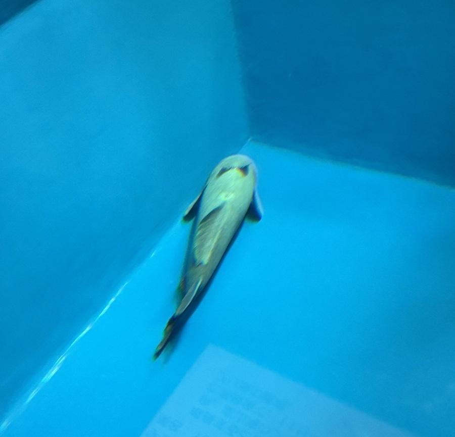 水族館就此回應,指目前已經開始調整「ナガコバン」的飲食與活動。(X)