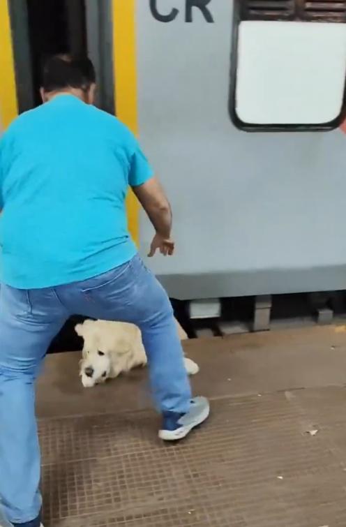 飼主想要拉回狗狗到月台時,牽繩卻鬆脫。(X)