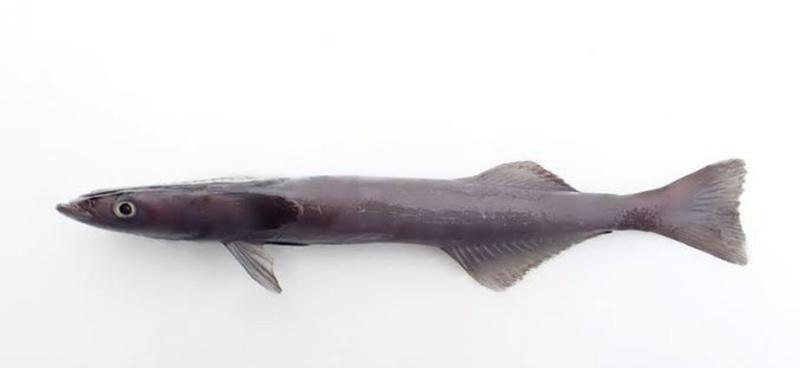 有網民發現其他吸盤魚普遍體型纖細,只有「ナガコバン」體形似乎明顯粗壯。(X)