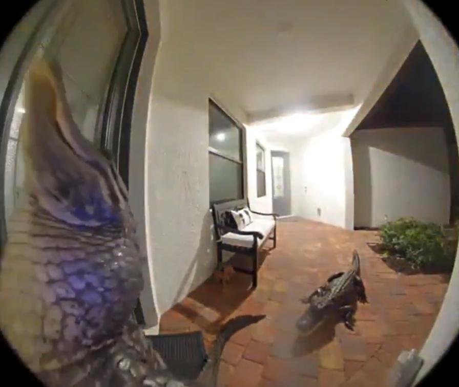 其中一條鱷魚還爬上牆,把臉貼到門上。(X)