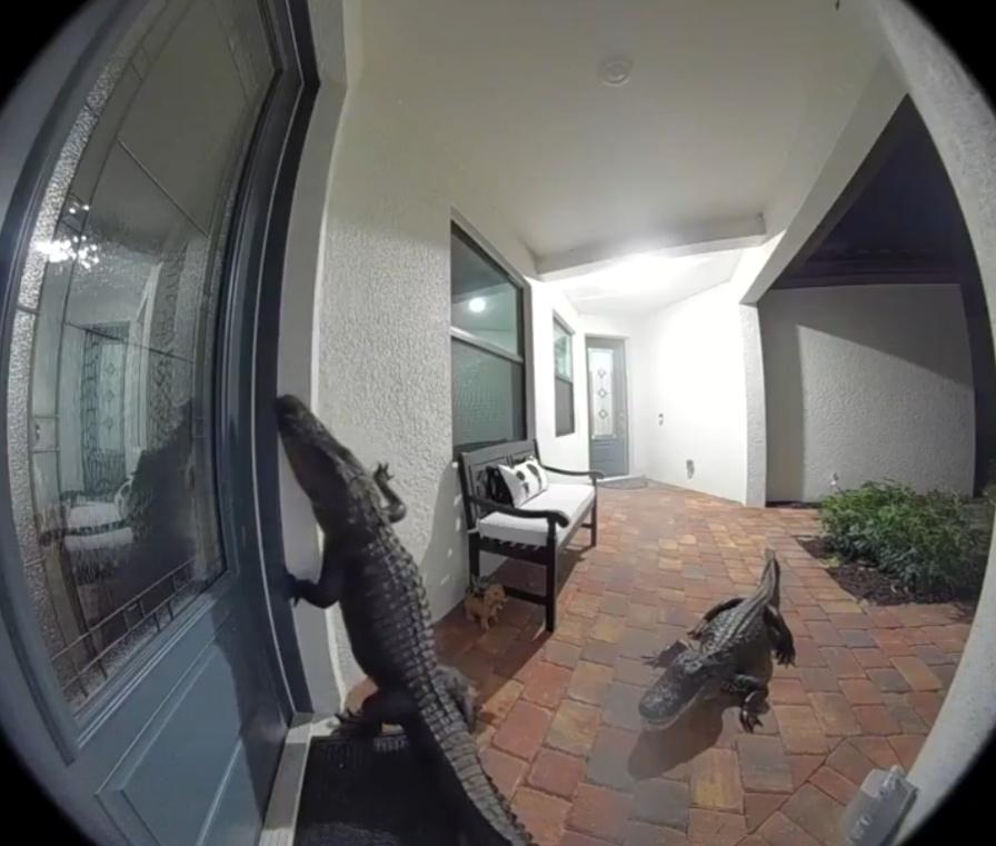 鱷魚好奇地觀察窗戶,幸好男子家門窗都是緊閉著,2條鱷魚最後離開。(X)