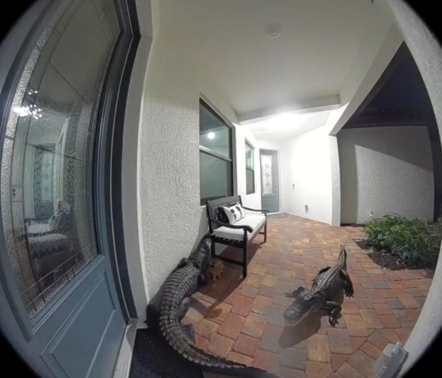 鱷魚好奇地觀察窗戶,幸好男子家門窗都是緊閉著,2條鱷魚最後離開。(X)