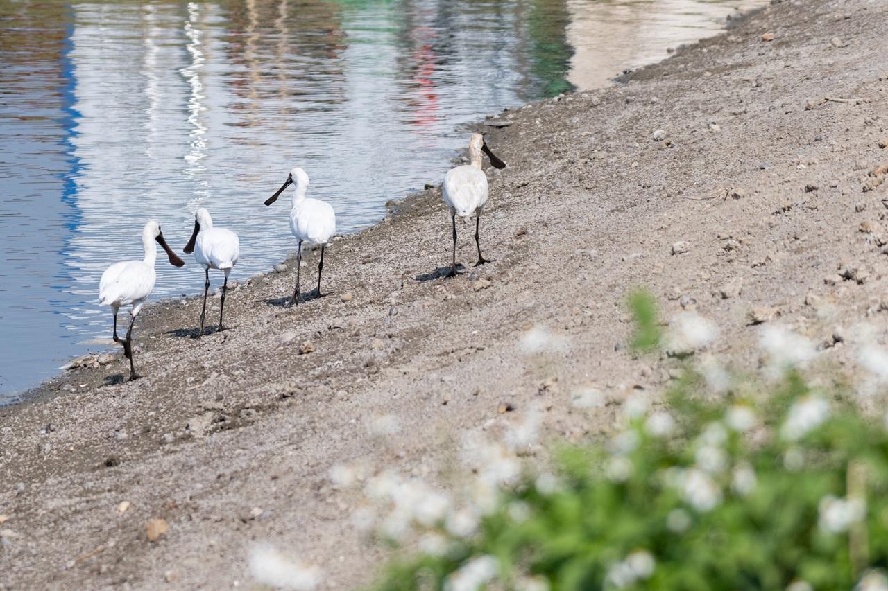 於黑臉琵鷺全球同步普查中在新田魚塘記錄到的黑臉琵鷺 (© Wong Hei Ching)