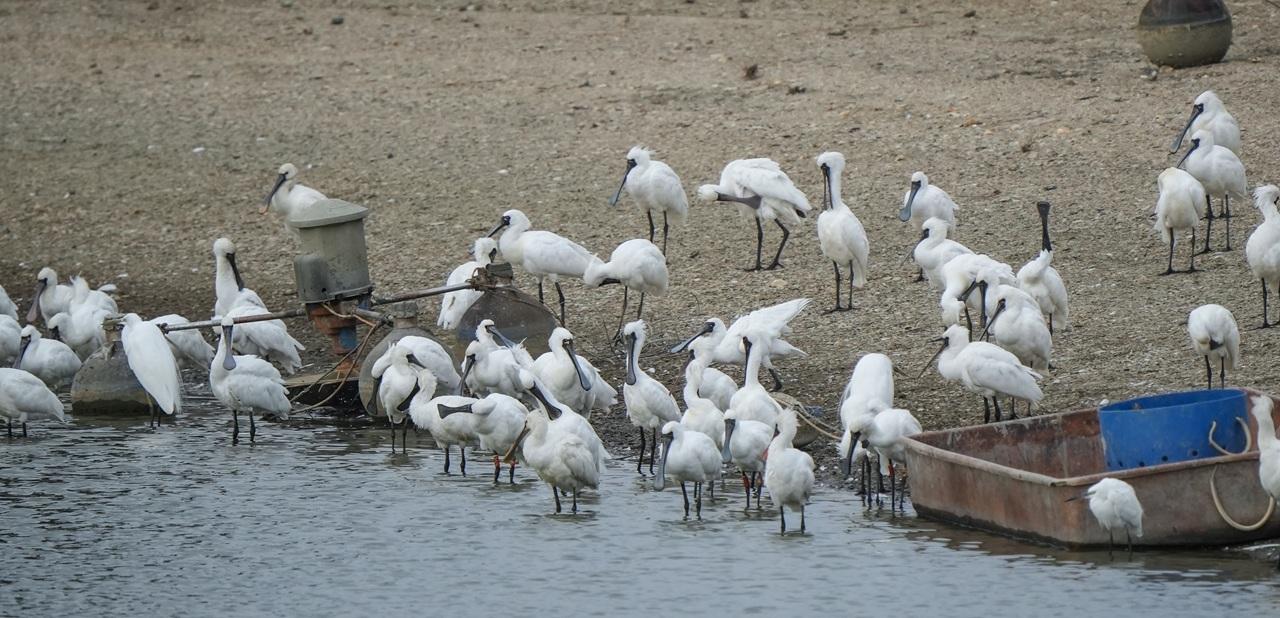 在新田魚塘覓食的黑臉琵鷺 (© Jay Kong/香港觀鳥會)
