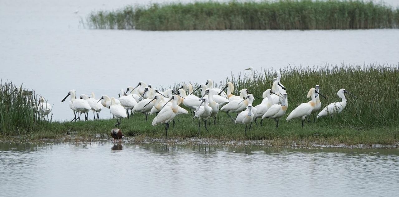 潮漲時在泥灘休息的黑臉琵鷺 (© Jay Kong/香港觀鳥會)