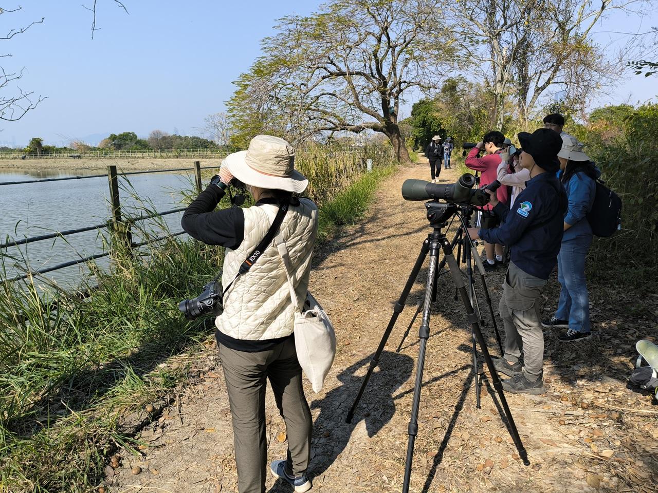 黑臉琵鷺全球同步普查2025 (© 香港觀鳥會)