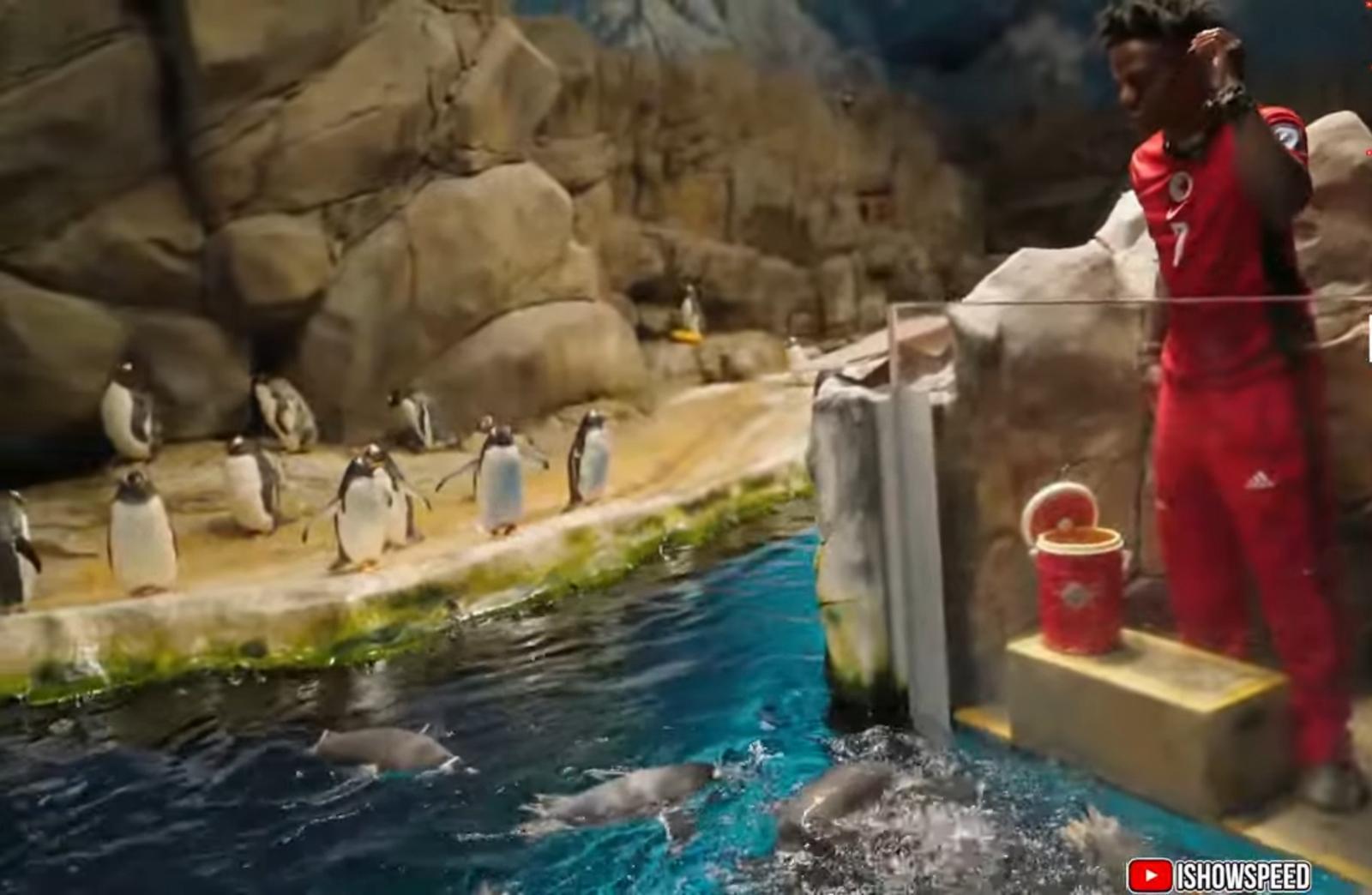 IShowSpeed一嘗餵企鵝滋味。