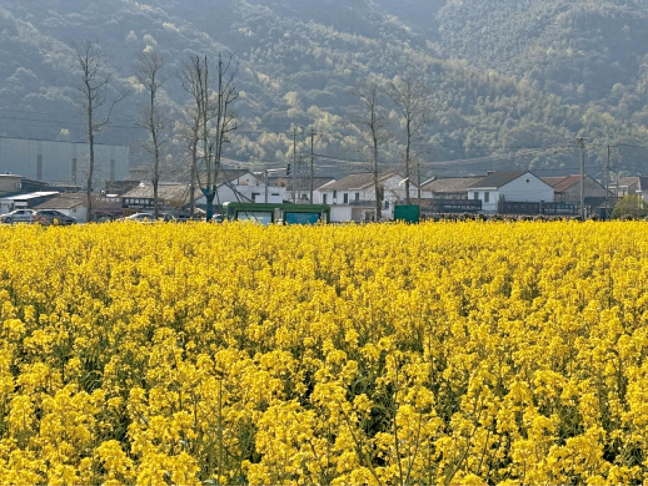寧波 奉化 油菜花