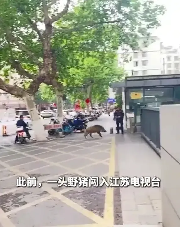 野豬衝入江蘇電視台,成為網上熱話。