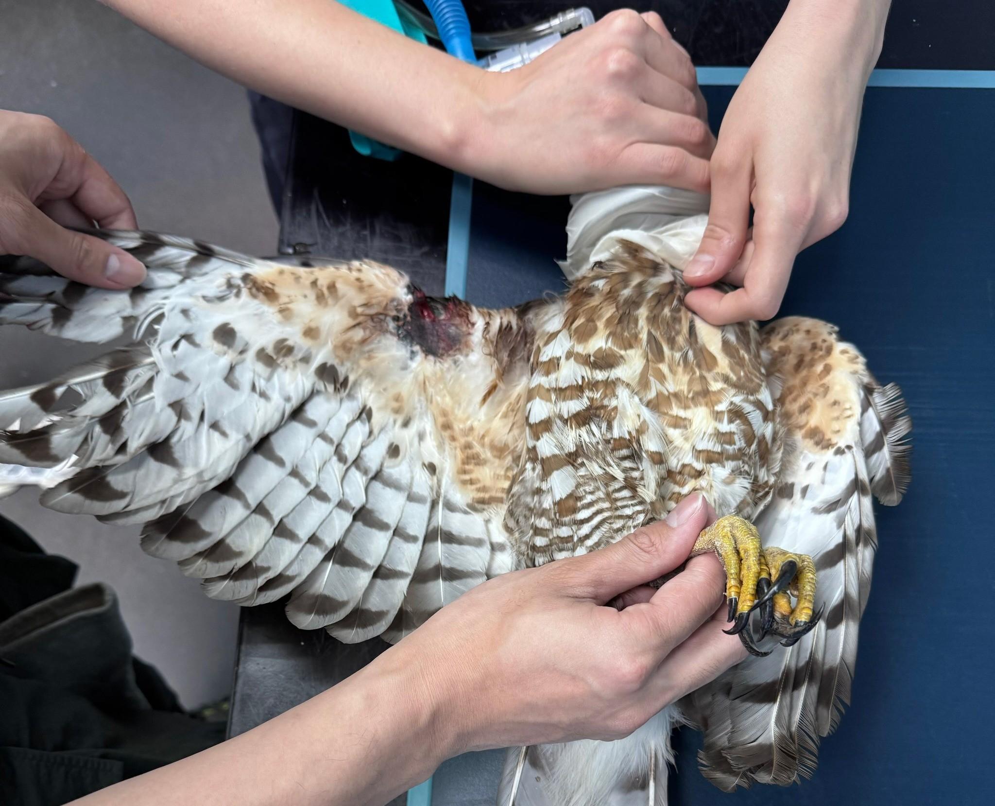 嘉道理農場接收受傷鳳頭鷹(嘉道理農場FB圖片)