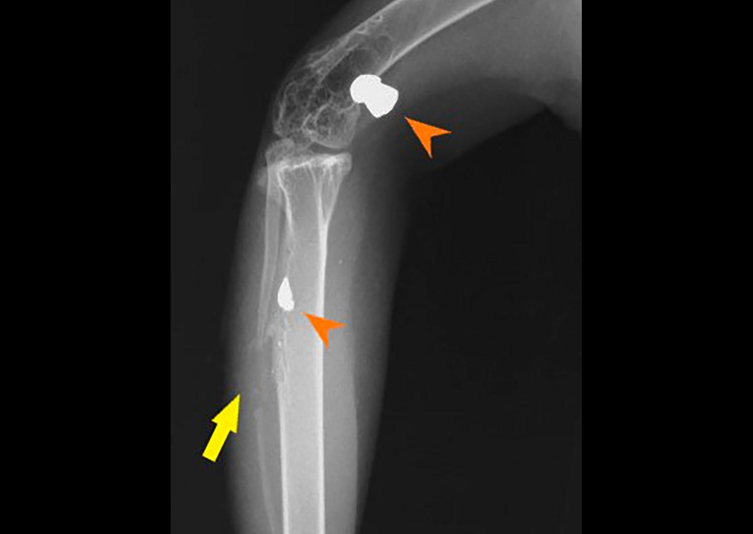 嘉道理農場接收受傷鳳頭鷹(嘉道理農場FB圖片)