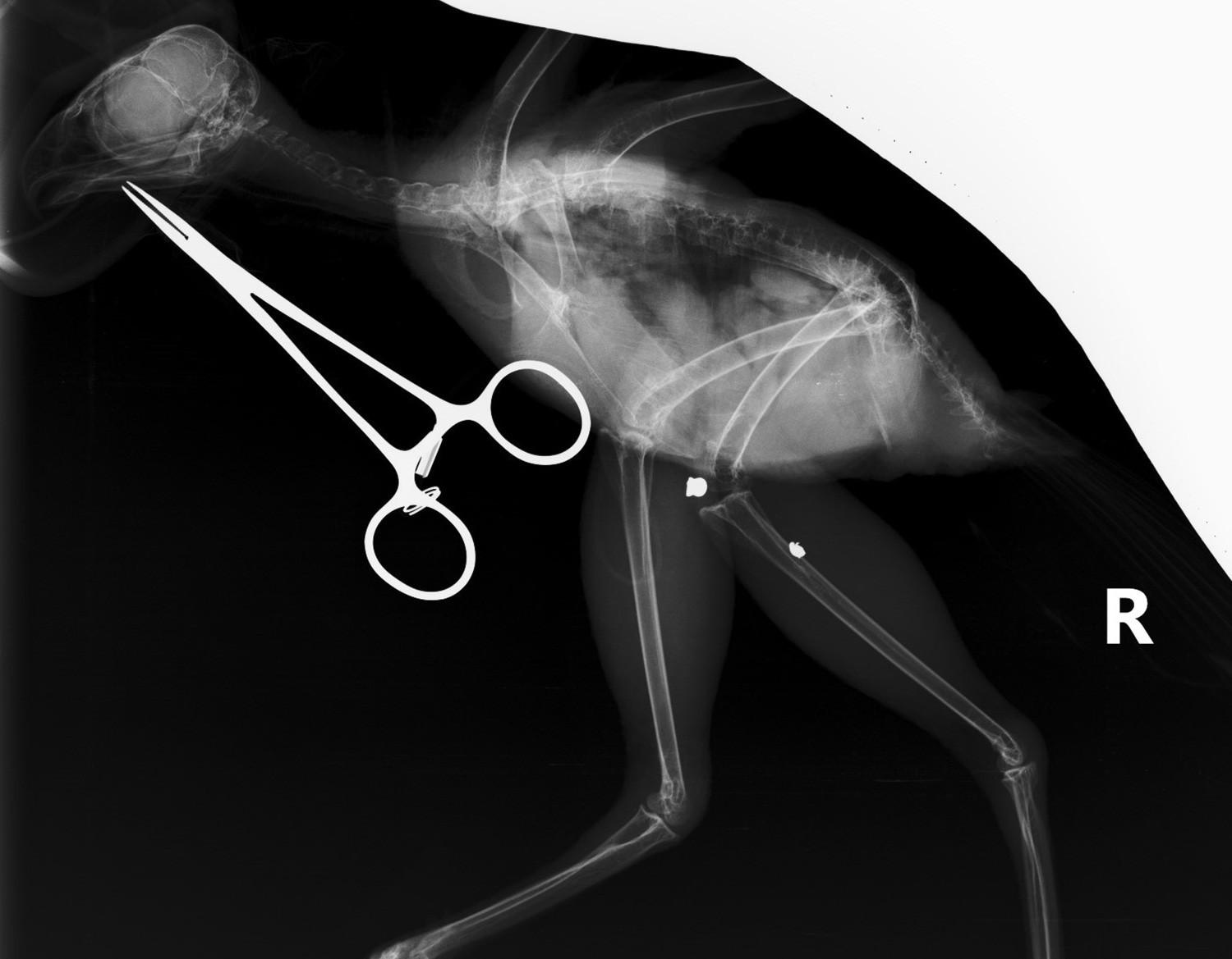 嘉道理農場接收受傷鳳頭鷹(嘉道理農場FB圖片)