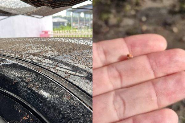 馬來西亞天然氣管爆炸