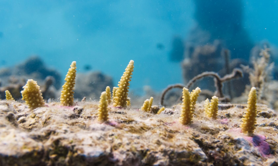 《7月拯救珊瑚工作坊 – 帶你潛進深海、深耕細作,齊做「海底農夫」!》