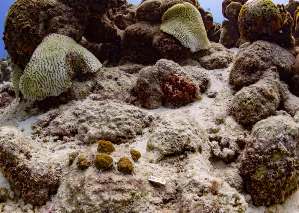 《7月拯救珊瑚工作坊 – 帶你潛進深海、深耕細作,齊做「海底農夫」!》