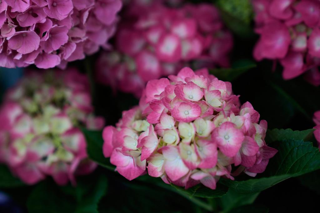 美加近日在關稅問題上爆發爭端。圖為芝加哥售賣從加拿大進口的鮮花。(美聯社)