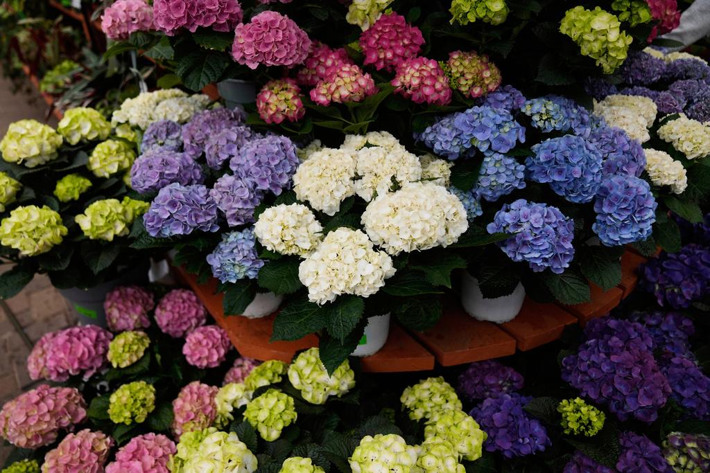 美加近日在關稅問題上爆發爭端。圖為芝加哥售賣從加拿大進口的鮮花。(美聯社)