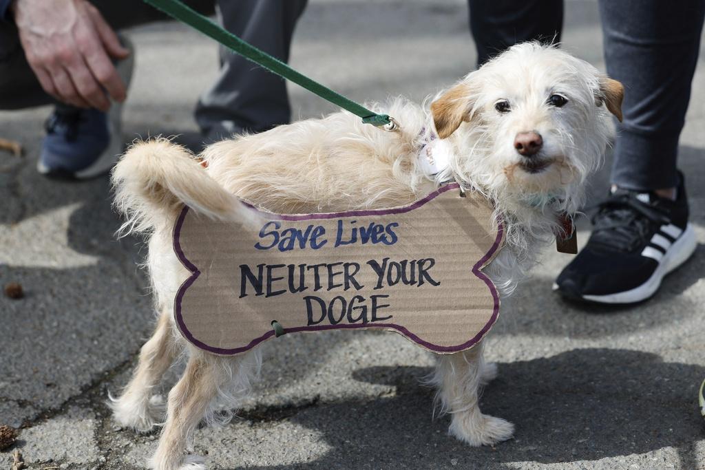美國各地周日有過千場示威,反對特朗普和馬斯克推行的措施,有寵物狗展示不滿馬斯克領導的政府效率部。(資料圖片)