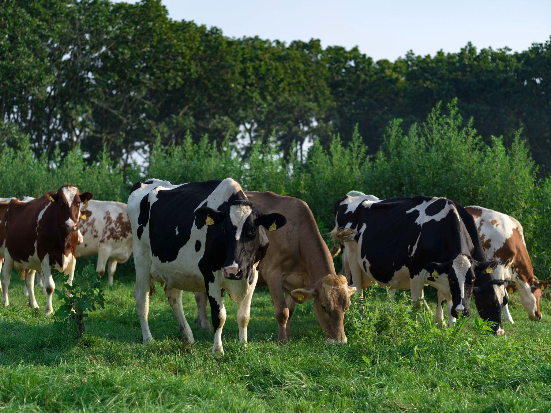 所有原材料來自自家經營的北海道農場,包括新鮮牛乳。