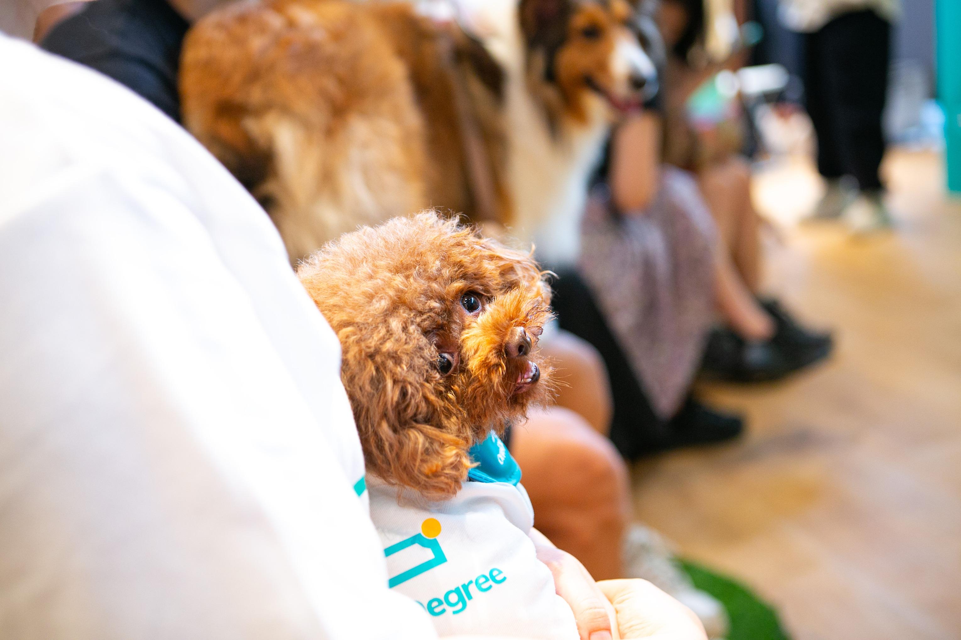 OneDegree X Hello Kitty人寵嘉年華