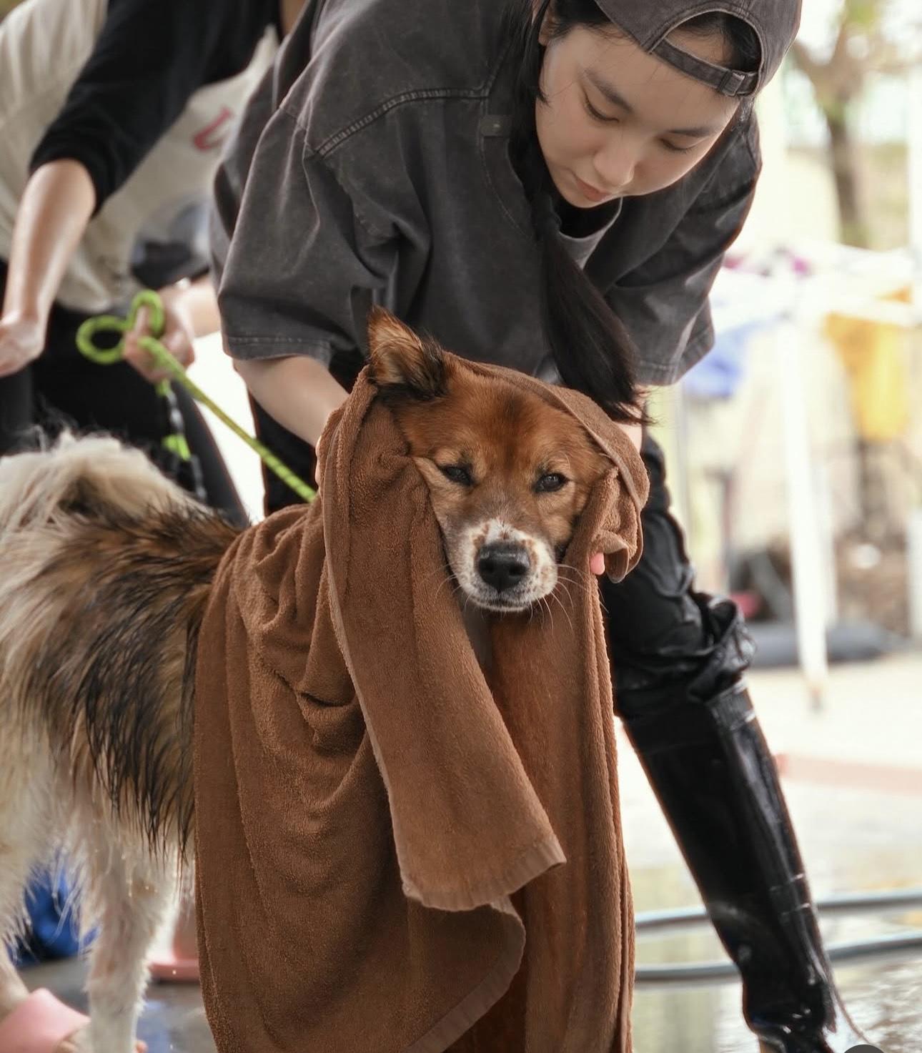 Gigi素顏到狗舍做義工 。