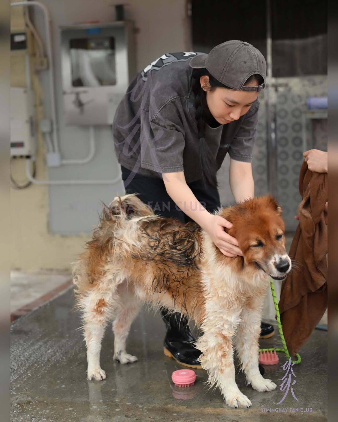 Gigi 落手落腳幫狗仔沖涼。