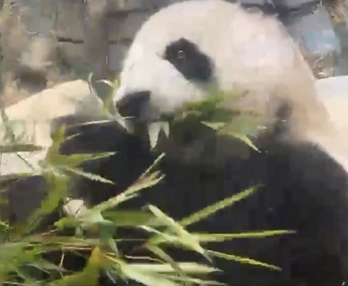 姜濤見「細佬」津津有味地吃竹子,自己也想試。