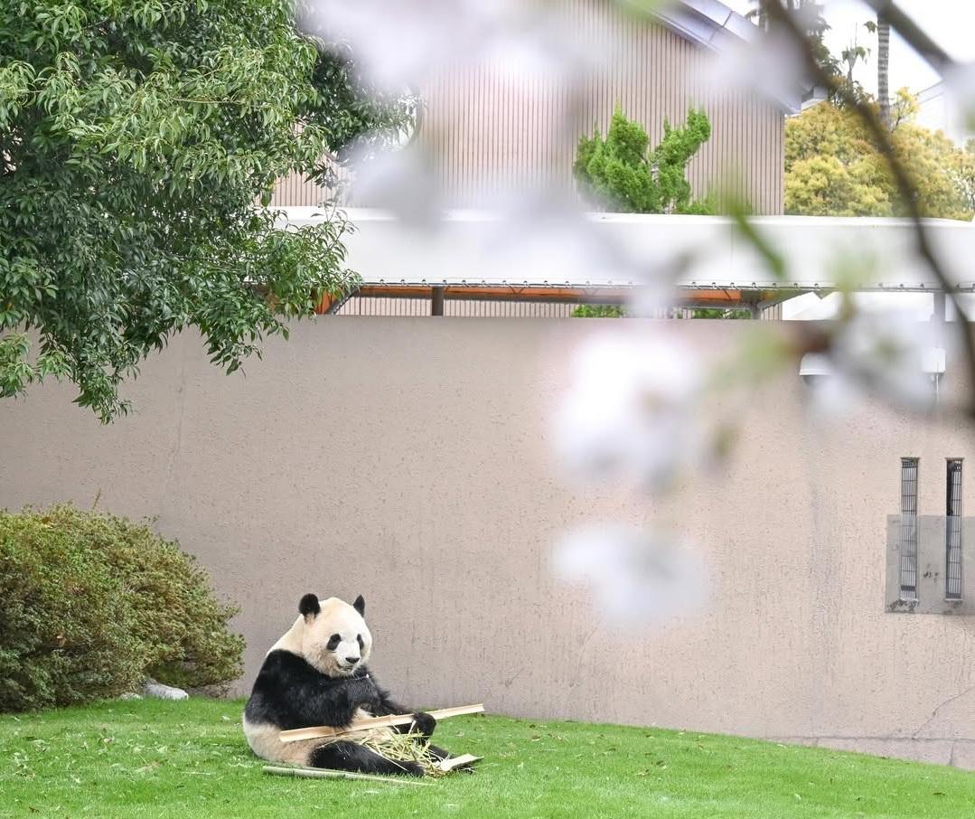 日本和歌山「冒險大世界」的熊貓。(冒險大世界IG)