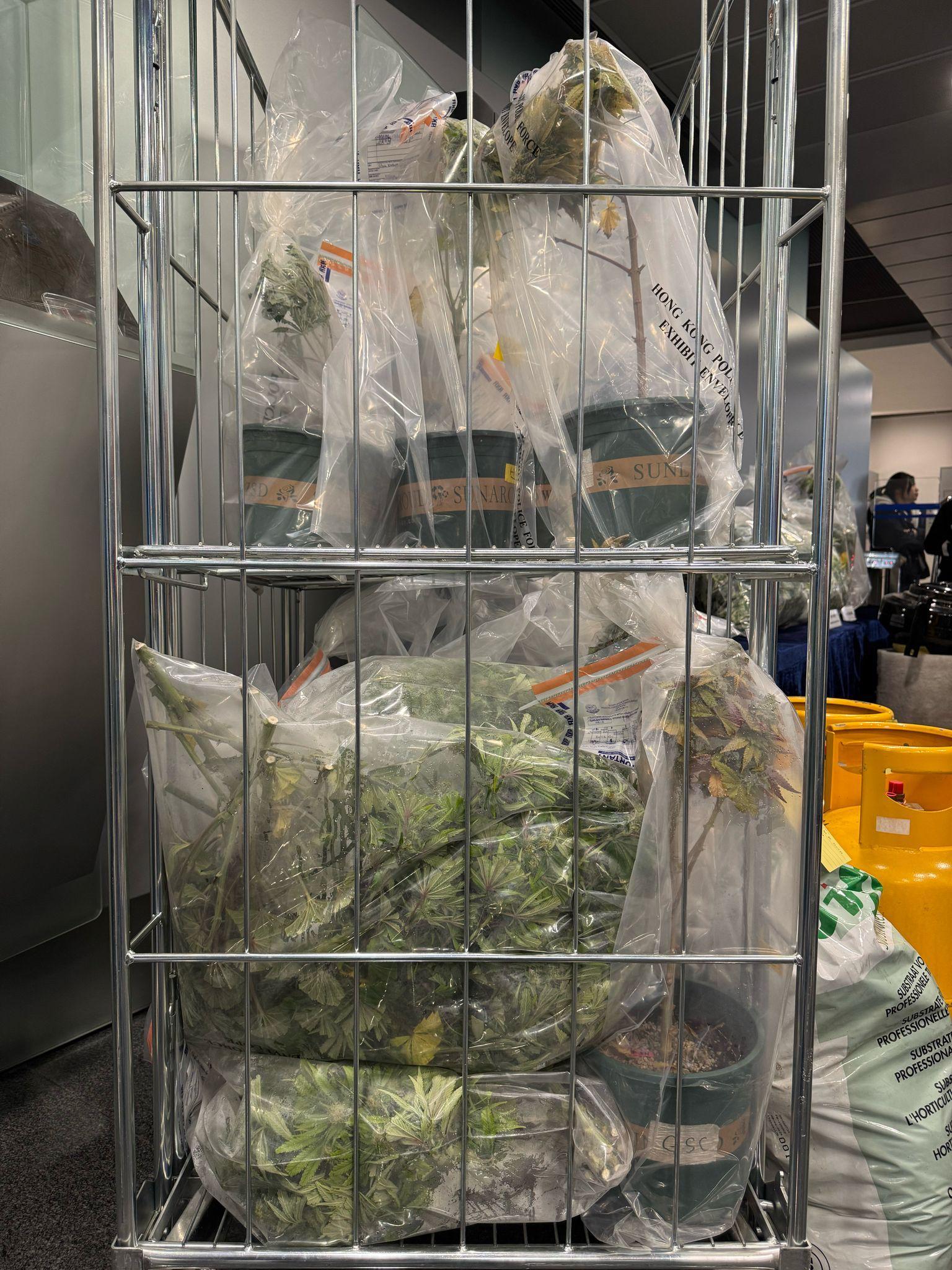 行動檢獲的大麻收成品。