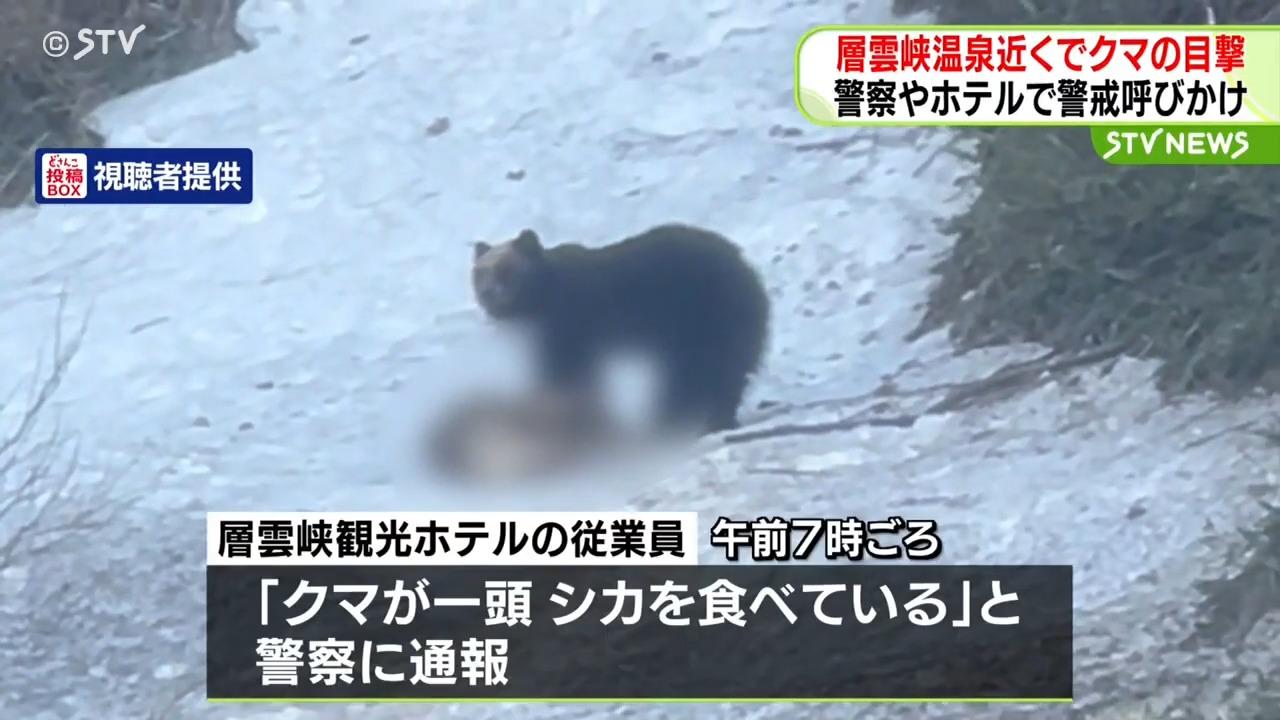 北海道上川町層雲峽遊客發現一頭成年熊隻在酒店附近出沒。(網上截圖)