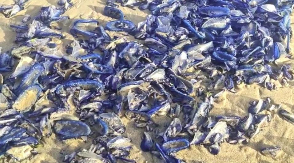 藍色生物原來是帆水母。(互聯網)