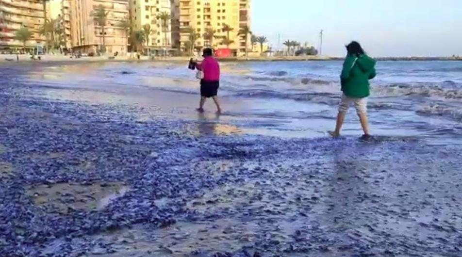 大量藍色生物被沖上大加納利亞群島一處海灘。(互聯網)