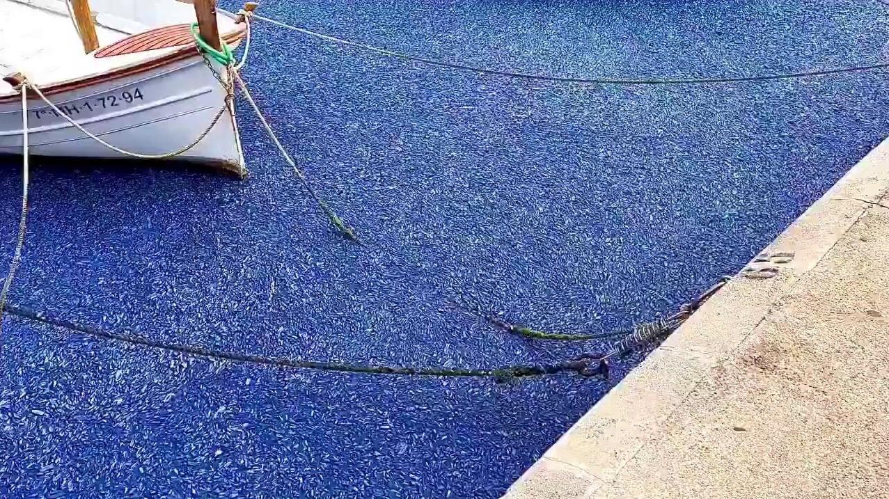 一處碼頭被大量藍色生物攻佔。(互聯網)