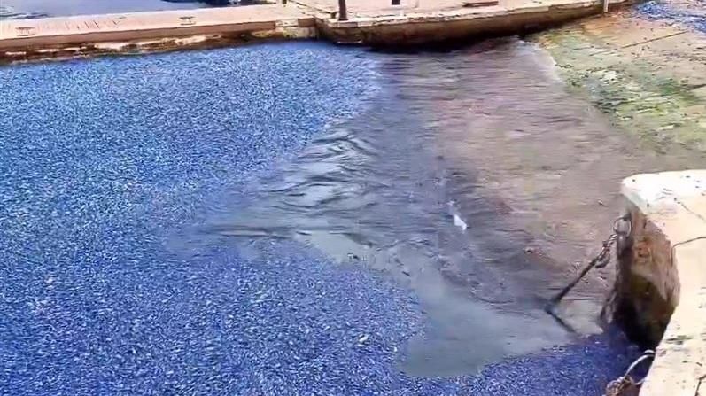 居民抱怨藍色生物發出惡臭。(互聯網)