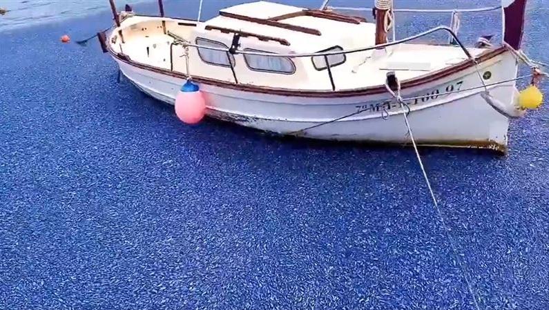 船隻停泊的港口被藍色生物佔據。(互聯網)