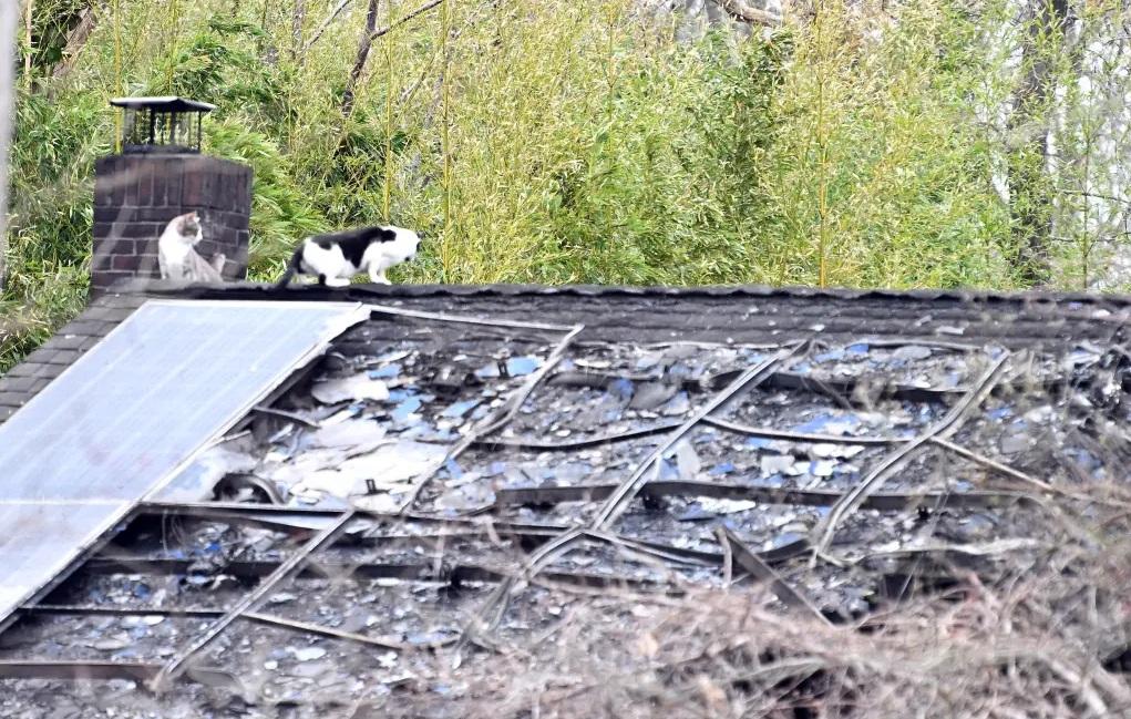 紐約長島「快樂貓之家」發生大火,貓舍焚毀,有貓隻事後在廢墟徘徊。(互聯網)