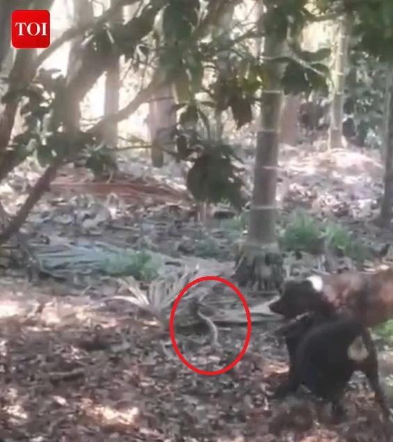 兩犬夾擊眼鏡蛇。(互聯網)